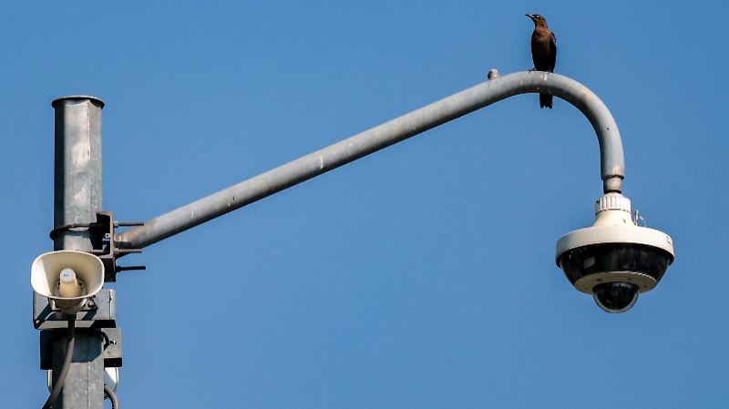 AVES